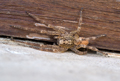 Zoropsis spinimana - Villafranca (MS)